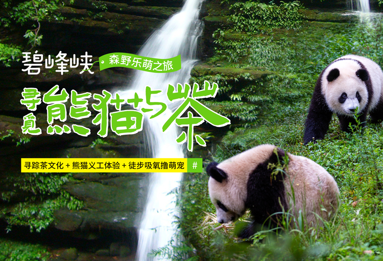 熊猫与茶2.jpg